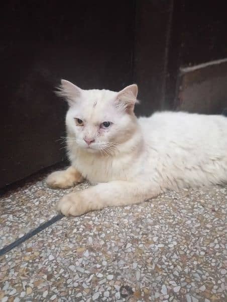 persion male cat white 1