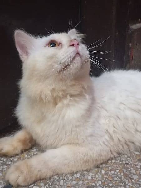 persion male cat white 2