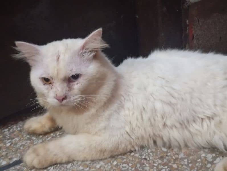 persion male cat white 4