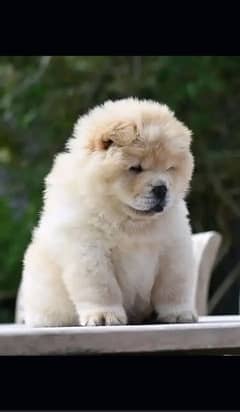 chow chow 0