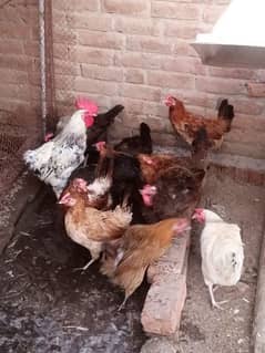 Golden Misri Egg laying Hens