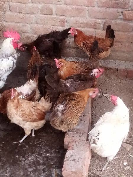 Golden Misri Egg laying Hens 5