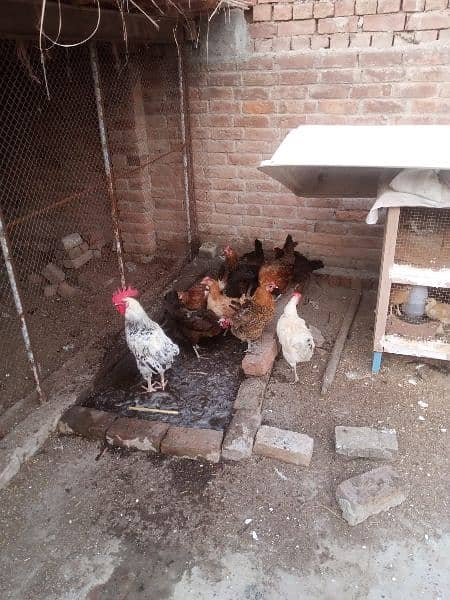 Golden Misri Egg laying Hens 6