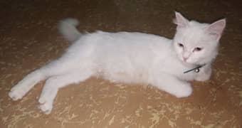 white Persian cat