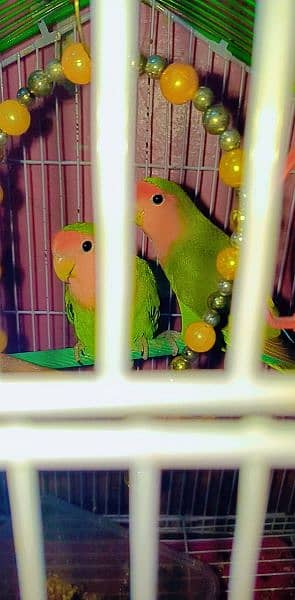 lovebirds 2