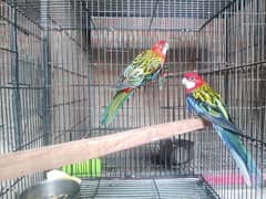 rosella pair available