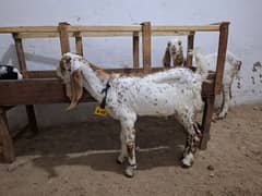 makhi cheni goats