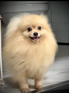 Pomeranian