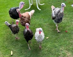 beautiful breeder turkeys birds