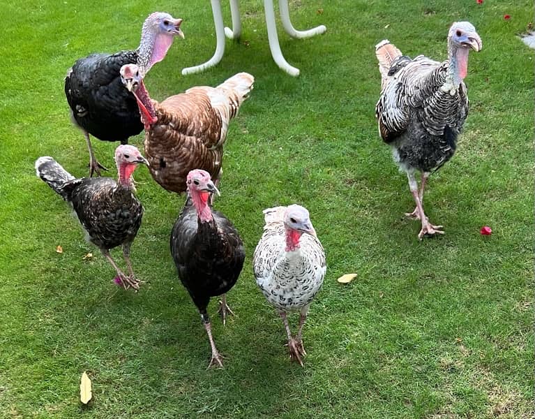 beautiful breeder turkeys birds 0