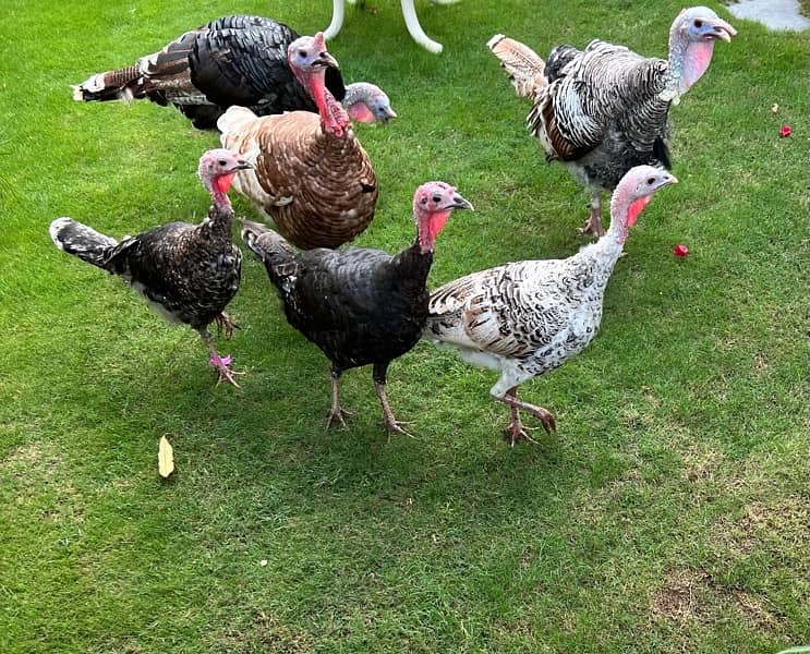 beautiful breeder turkeys birds 1