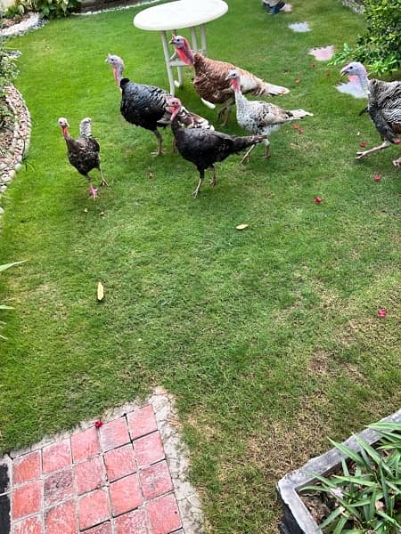 beautiful breeder turkeys birds 2