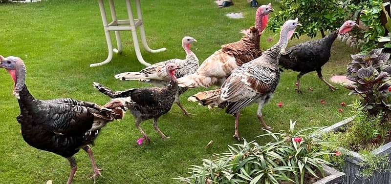 beautiful breeder turkeys birds 3