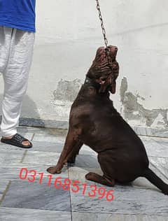 Labrador American non pedigree 03116851396