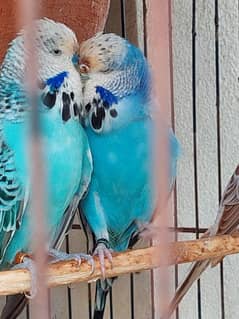 Australian parrots (Exibition  pairs) for sale