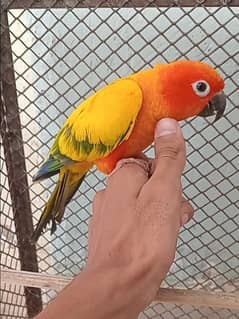 Sunconure parrot hand tamed