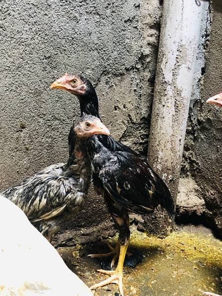 Aseel chicks for sale urgent 2