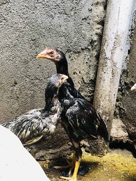 Aseel chicks for sale urgent 3