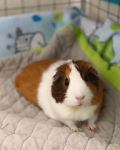 Guinea pig 1