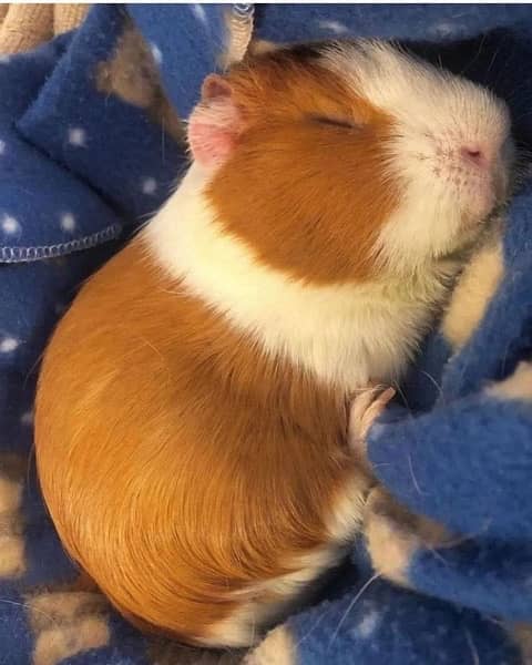 Guinea pig 2