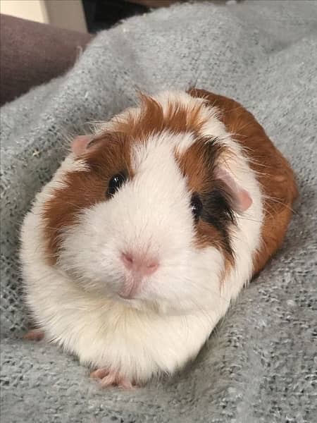 Guinea pig 3