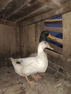 Ducks pairs for sale