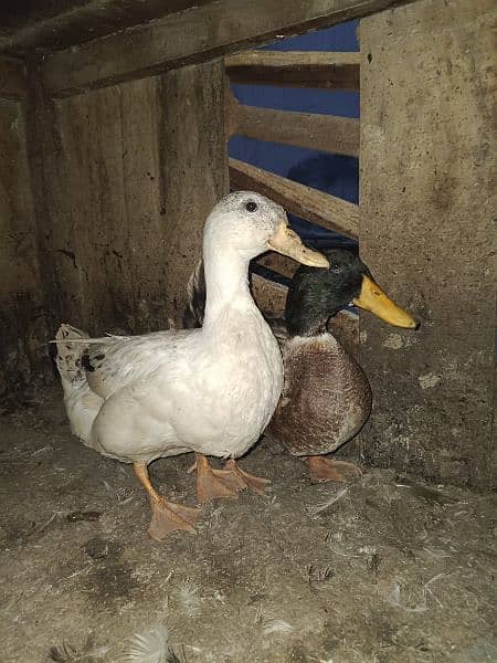 Ducks pairs for sale 1