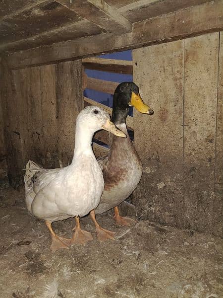 Ducks pairs for sale 2