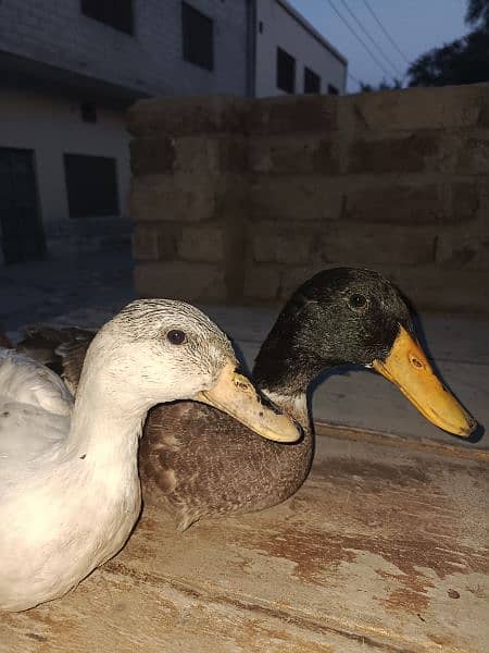 Ducks pairs for sale 3