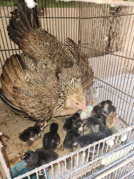 aseel murgi with 14 chicks 1