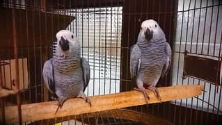 African Grey Parrot / Gray Parrot