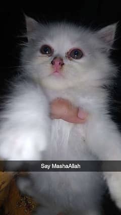 Persian kitten triple coat for sale