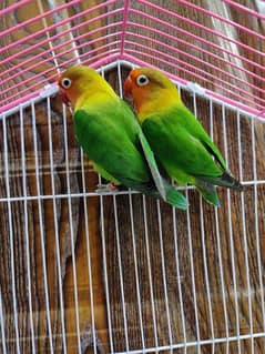 lovebirds