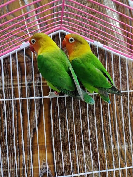 lovebirds pair withcage 0