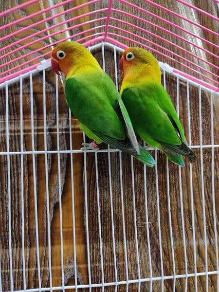 lovebirds pair withcage 1