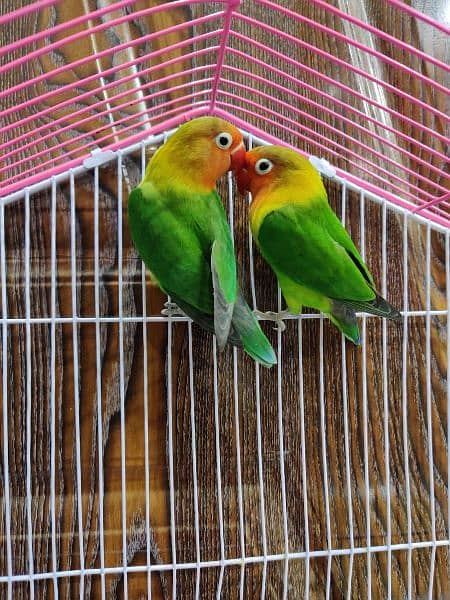 lovebirds pair withcage 2