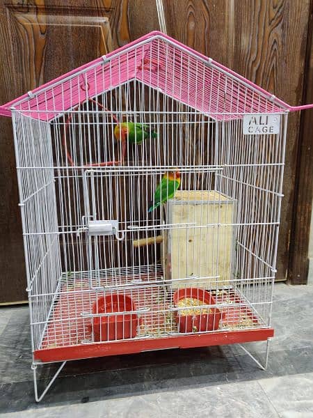 lovebirds pair withcage 3