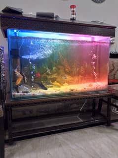 Fish aquarium