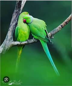 Green parrot