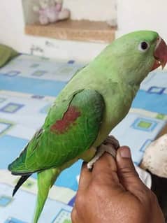 raw parrot for sale 4 month has WhatsApp number 03267720525