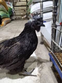 Ayam kimani female