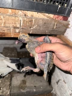 lucky Pigeon Babies / Baby Pigeons for Hand Taming