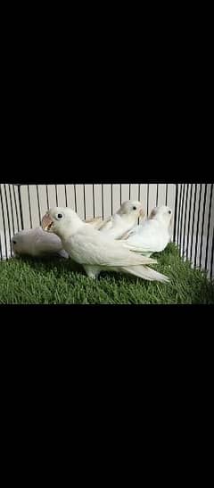 Albino blacks eyes/eno 2 pair available home breed