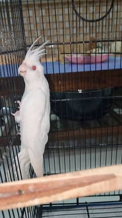 Cockatiel Albino Red Eye pair