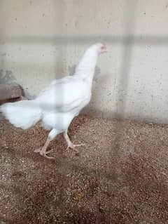 paper white heera aseel female 0