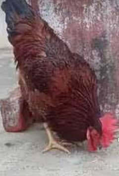 RIR Heritage rhode island red Murga  03224535024