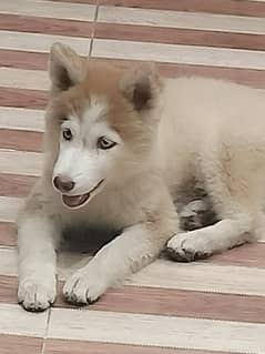 Siberian husky