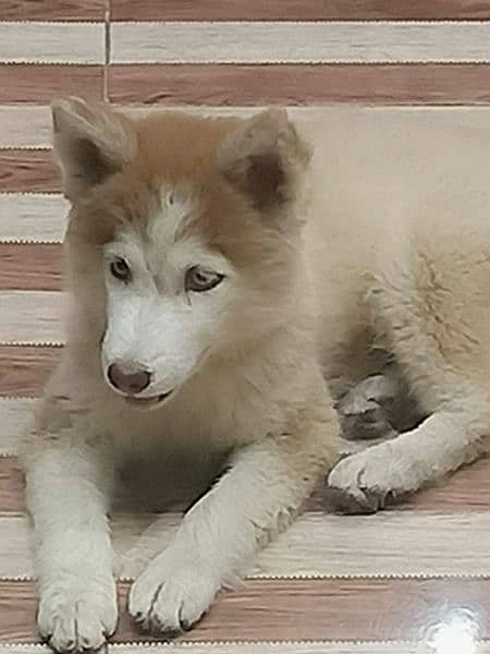 Siberian husky 3