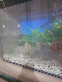 fish aquarium