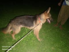 German Shepherd 1.5 year old